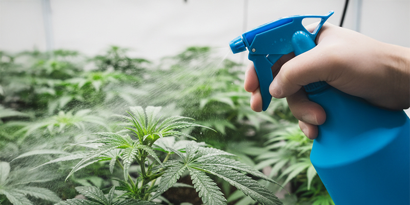 Como eliminar tripes das plantas de canábis Como eliminar tripes das plantas de canábis