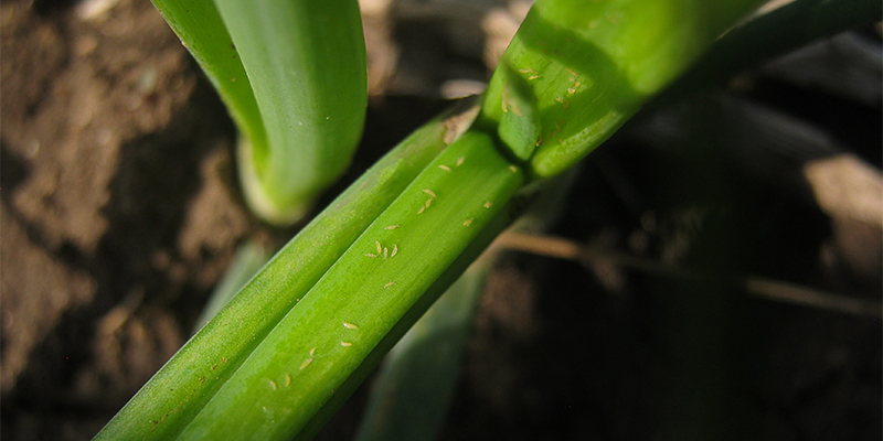 Como identificar tripes em plantas de canábis Como identificar tripes em plantas de canábis