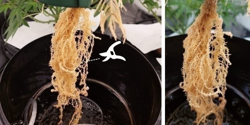 Remover raízes afetadas