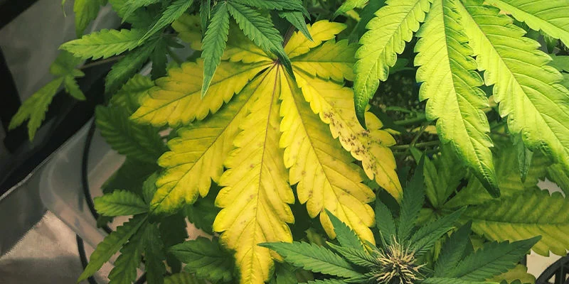 Aspeto da deficiência de azoto em canábis