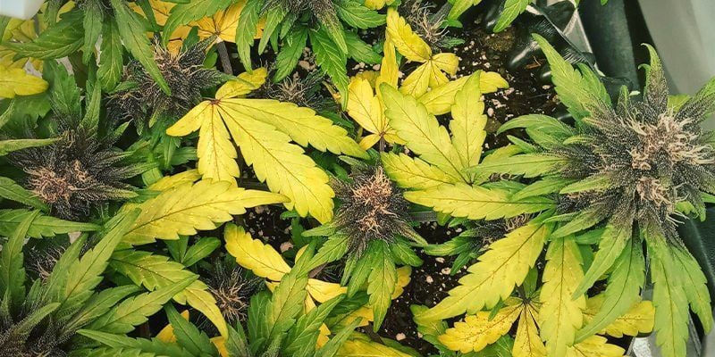 Aspeto da deficiência de azoto em canábis
