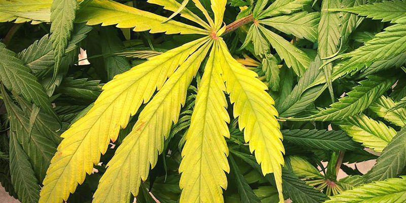 Aspeto da deficiência de azoto em canábis