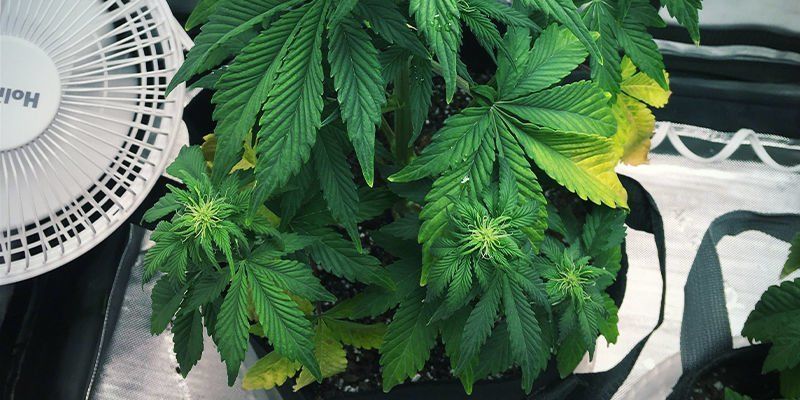 Aspeto da deficiência de azoto em canábis