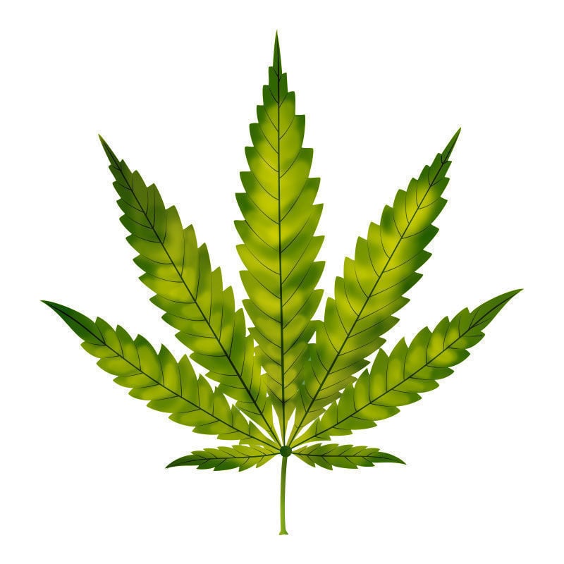 Deficiência de azoto nas plantas de canábis: Início da deficiência