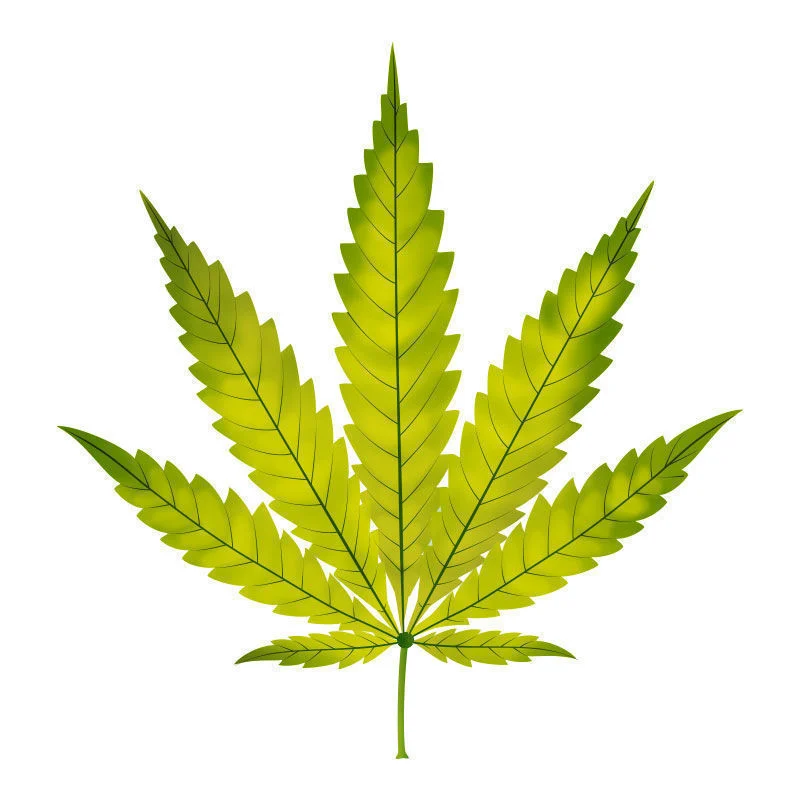 Deficiência de azoto nas plantas de canábis: Evolução da deficiência