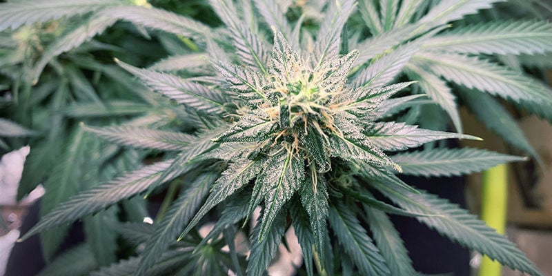 Toxicidade de azoto na cannabis: Resumo