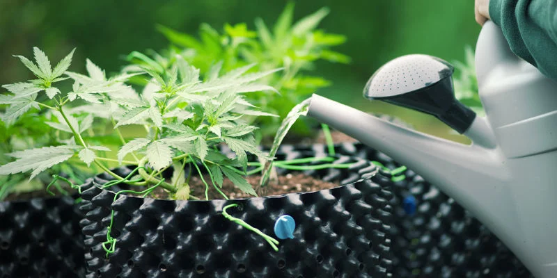 Como prevenir a toxicidade de azoto