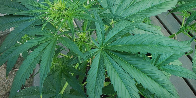 Como a toxicidade de azoto aparece em plantas de canábis