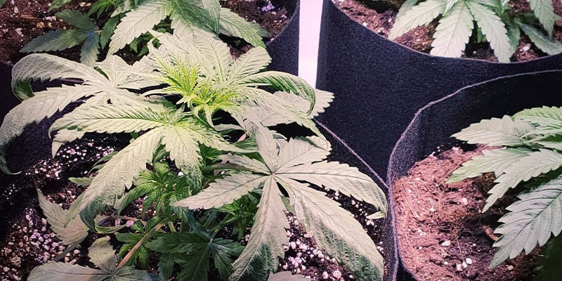Como a toxicidade de azoto aparece em plantas de canábis
