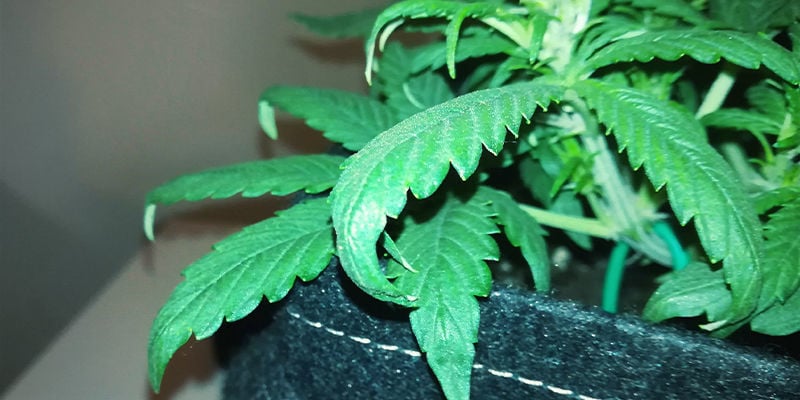 Como a toxicidade de azoto aparece em plantas de canábis