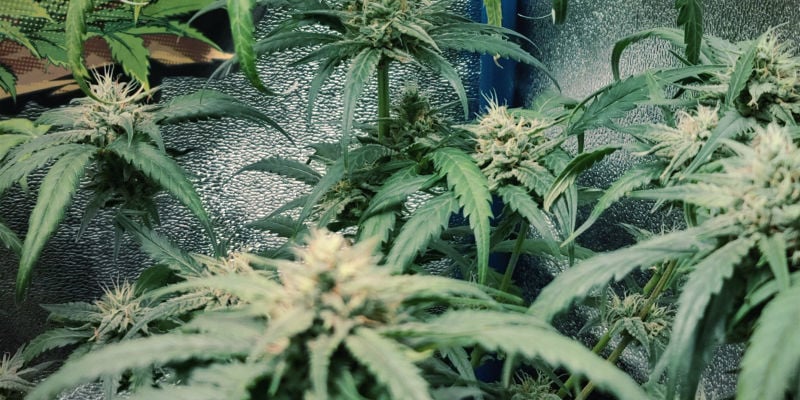 Como a toxicidade de azoto aparece em plantas de canábis