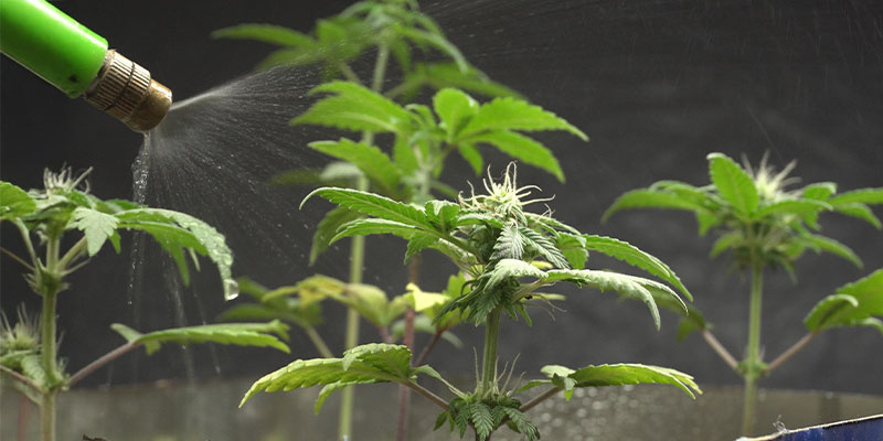 Pulverização foliar para absorção rápida