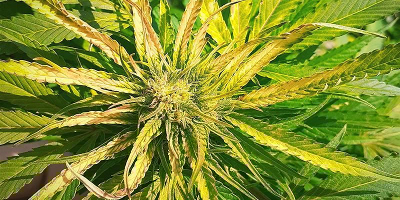 Aparência de uma deficiência de enxofre numa planta de canábis
