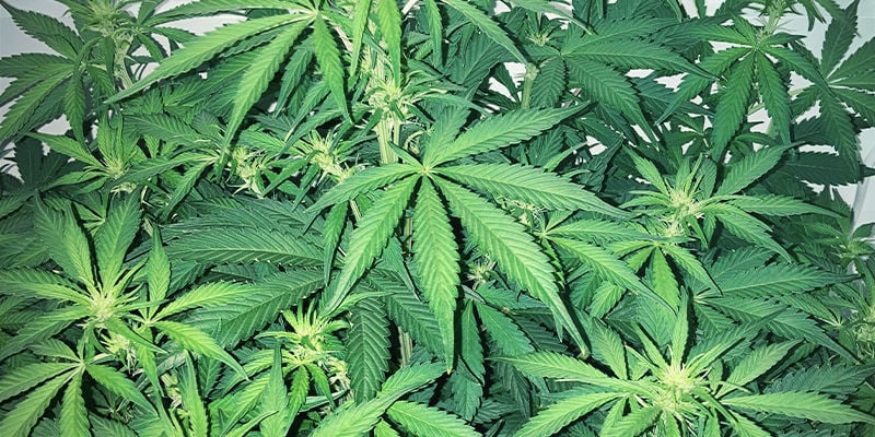 Aparência de uma deficiência de enxofre numa planta de canábis