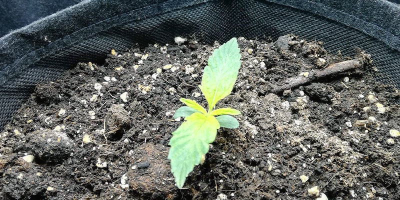 Aparência de uma deficiência de enxofre numa planta de canábis