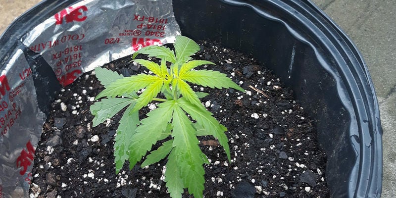 Aparência de uma deficiência de enxofre numa planta de canábis