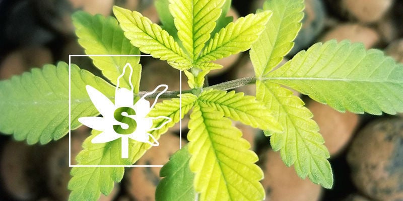 Deficiência de enxofre nas plantas de canábis