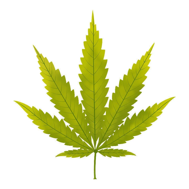 Deficiência de enxofre em plantas de canábis: Início da deficiência de enxofre