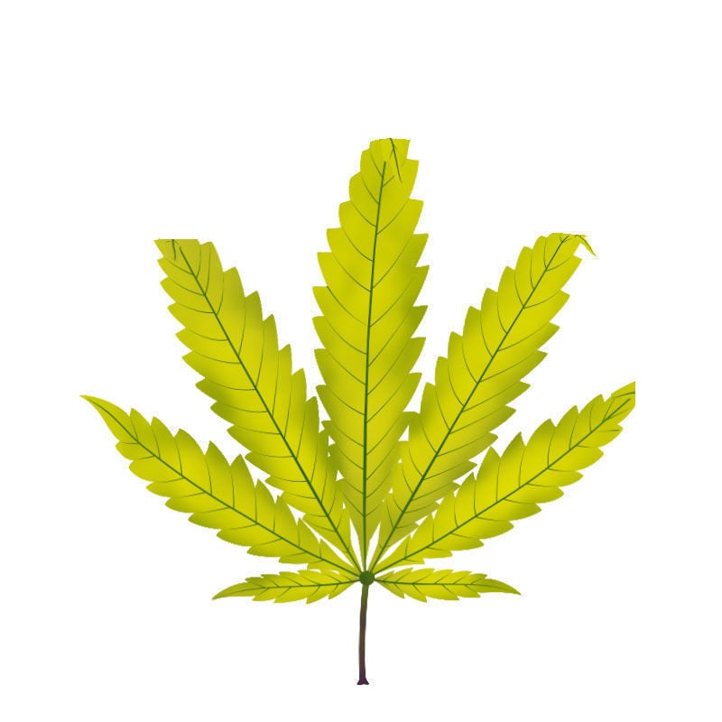 Deficiência de enxofre em plantas de canábis: Fase avançada da deficiência de enxofre