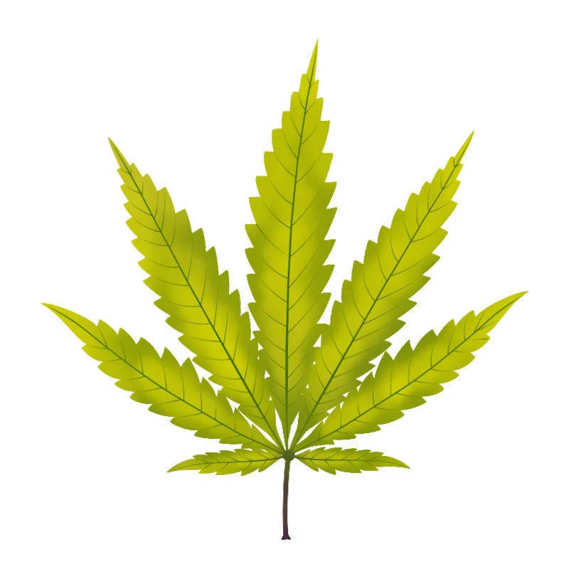Deficiência de enxofre em plantas de canábis: Evolução da deficiência de enxofre