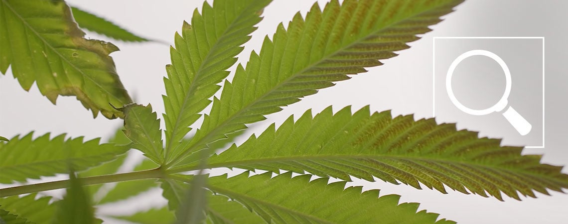 Deficiência de fósforo em plantas de cannabis: Sintomas e soluções