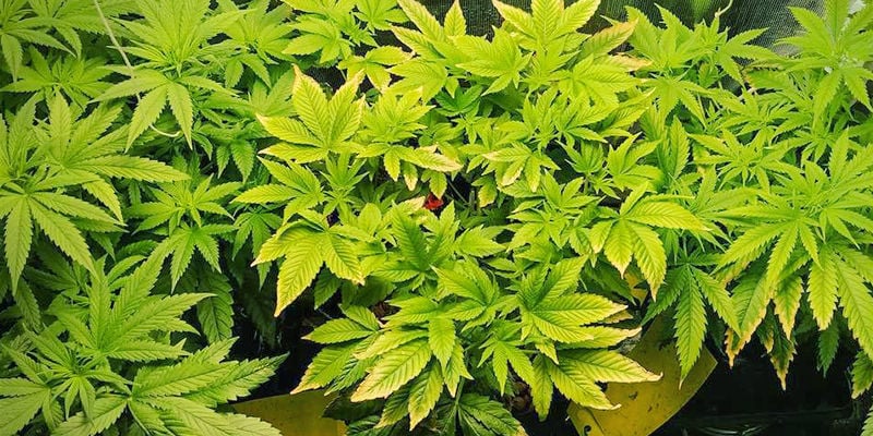 Como identificar carência de zinco