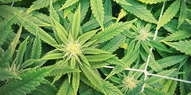 Como se manifesta a deficiência de zinco em plantas de canábis