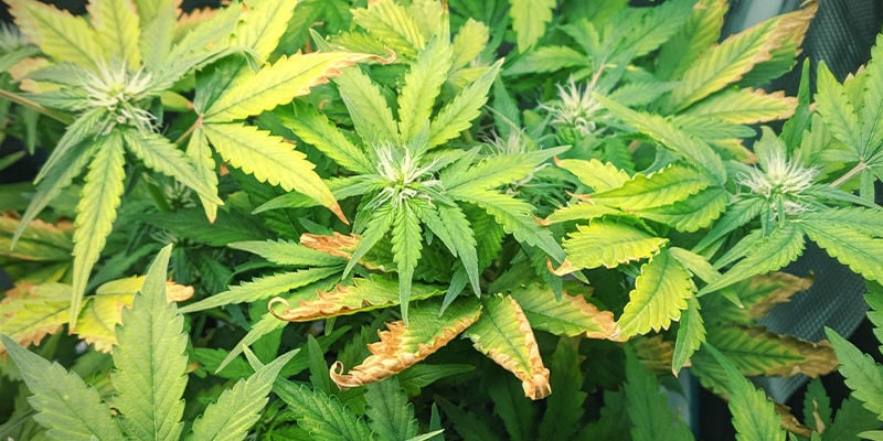 Como se manifesta a deficiência de zinco em plantas de canábis