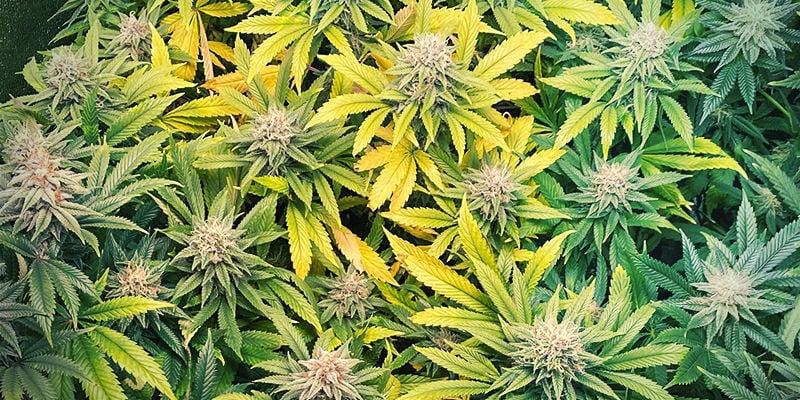 Como se manifesta a deficiência de zinco em plantas de canábis
