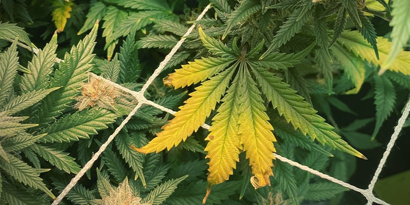 Como se manifesta a deficiência de zinco em plantas de canábis