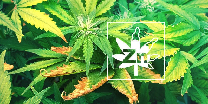 Deficiência de zinco nas plantas de canábis