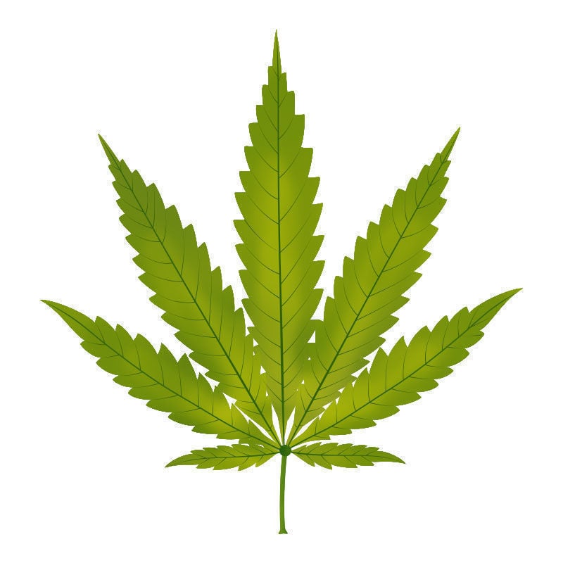 Carência de zinco nas plantas de canábis: início da carência de zinco
