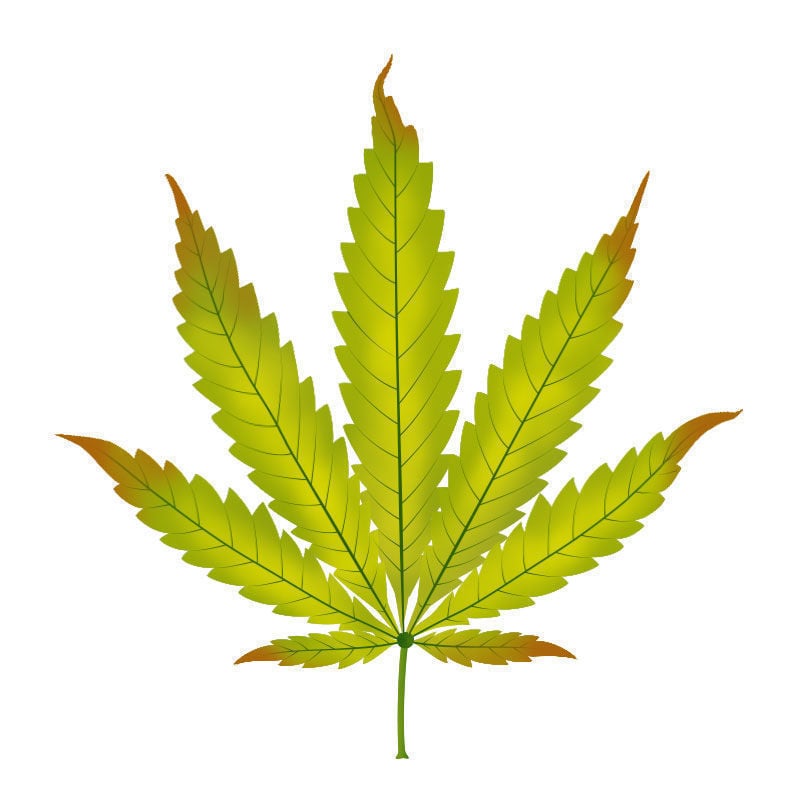 Carência de zinco nas plantas de canábis: progressão da carência de zinco