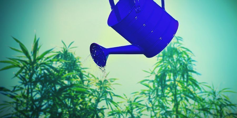 Dicas de cultivo de canábis sobre o cálcio