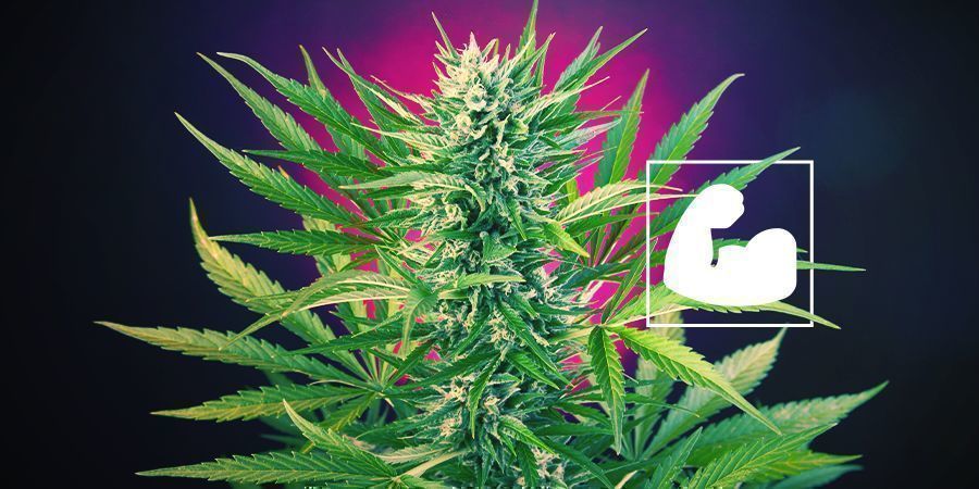 Porque É Que as Plantas de Canábis Precisam de Cálcio?