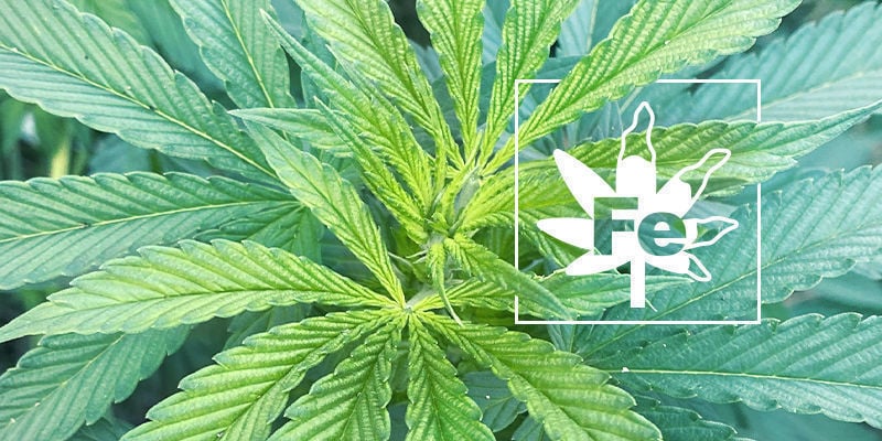 Deficiência de ferro nas plantas de canábis