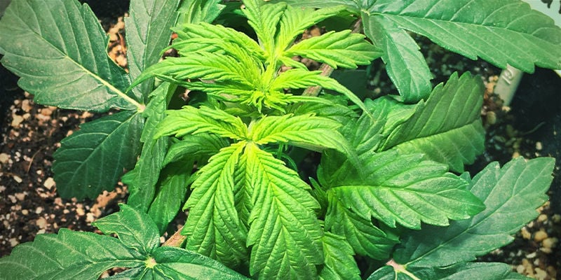 Aspeto de deficiência de ferro em plantas de canábis