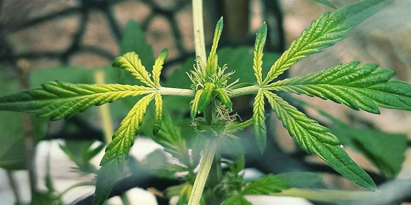Aspeto de deficiência de ferro em plantas de canábis