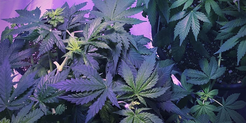 Aspeto de deficiência de ferro em plantas de canábis
