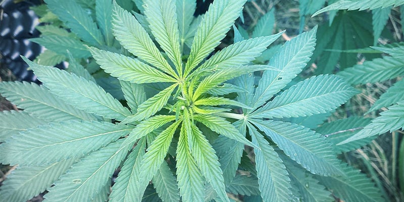 Aspeto de deficiência de ferro em plantas de canábis