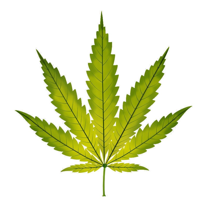 Deficiência de ferro em plantas de canábis: progressão da deficiência de ferro
