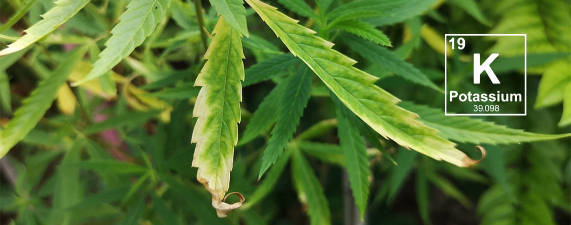 Carência de potássio em plantas de canábis