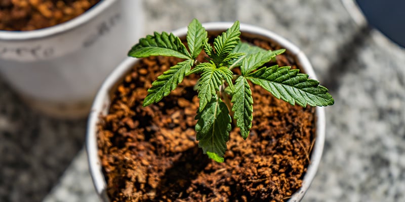Melhores nutrientes e plano de fertilização para canábis em coco