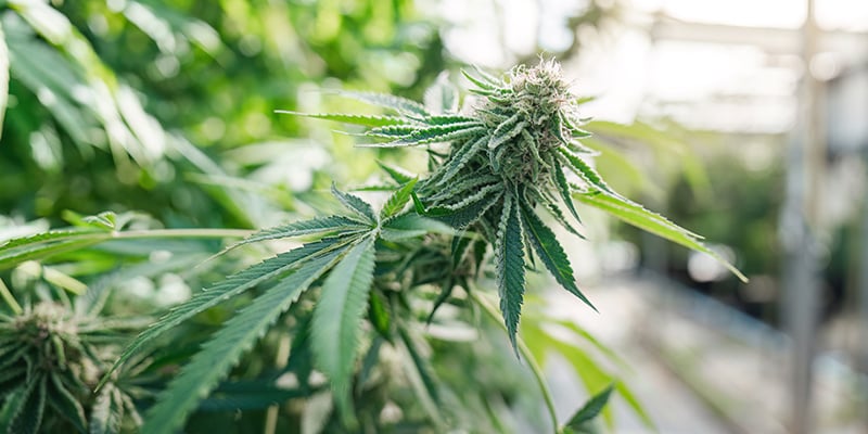 Fibra de coco: um excelente substrato para cultivar canábis