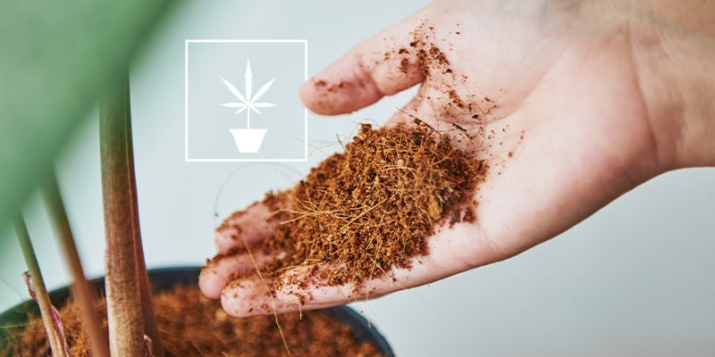 Tudo o que precisa de saber sobre o cultivo de canábis em fibra de coco