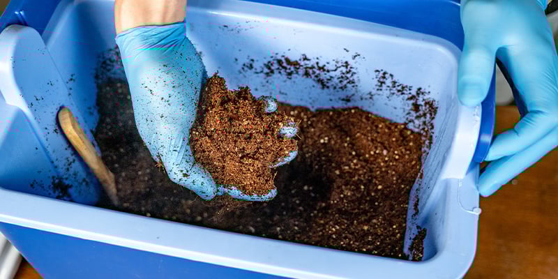 Preparação de fibra de coco para cultivo de canábis