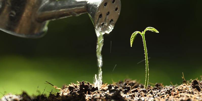 Rega e controlo de pH em fibra de coco