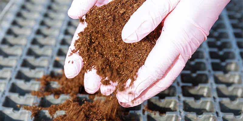 Quais são as desvantagens de cultivar canábis em fibra de coco?