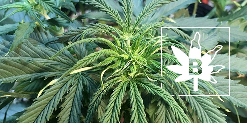 Deficiência de boro nas plantas de canábis
