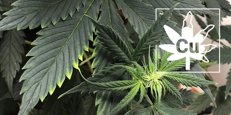 Deficiência de cobre em plantas de canábis
